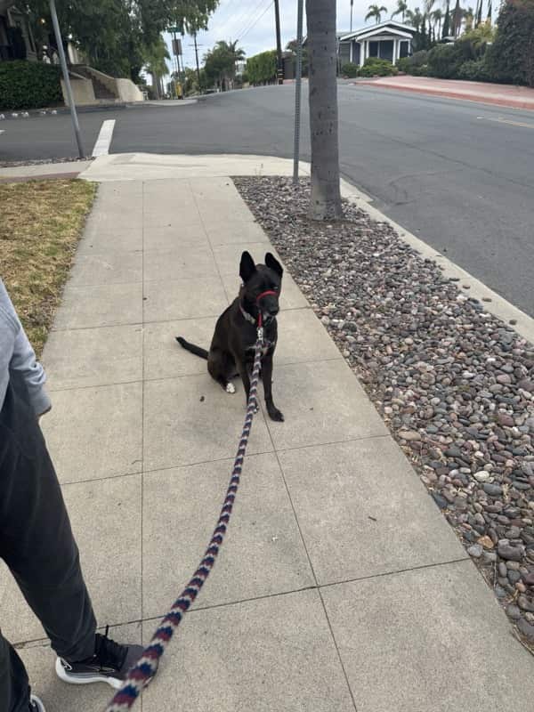 A picture of a black dog named Bowie sitting, taken on July 25 2025 at 6:42 am